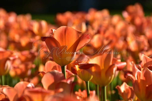 Тюльпан Либерейшн (Tulipa Liberation) — фото 2