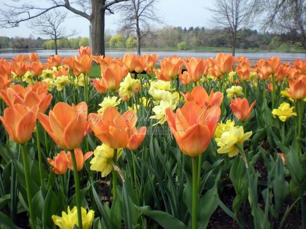 Тюльпан Либерейшн (Tulipa Liberation) — фото 4