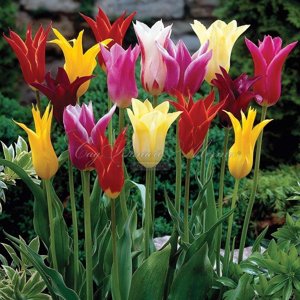 Тюльпан лилиецветный Микс (Tulipa Lily Flowering Mix) — фото 2