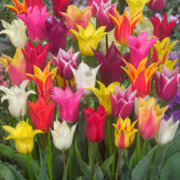 Тюльпан лилиецветный Микс (Tulipa Lily Flowering Mix) — фото 3