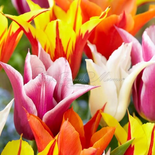 Тюльпан лилиецветный Микс (Tulipa Lily Flowering Mix) — фото 4