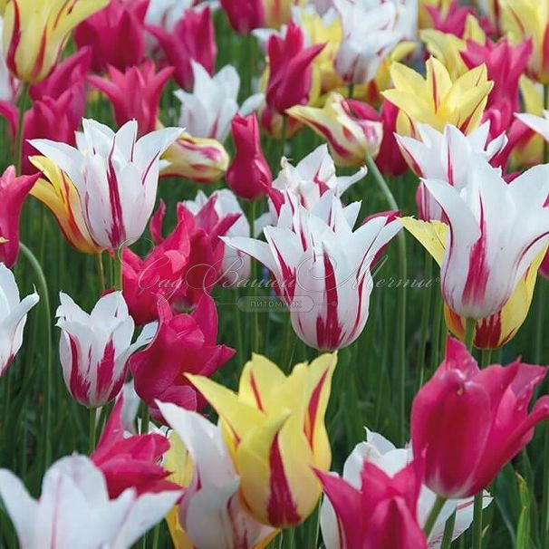 Тюльпан лилиецветный Микс (Tulipa Lily Flowering Mix) — фото 5