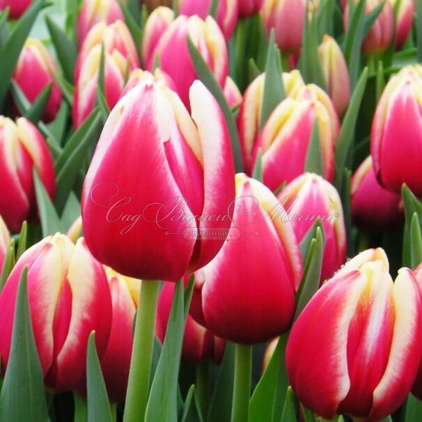 Тюльпан Лин ван де Марк (Tulipa Leen Van Der Mark) — фото 2