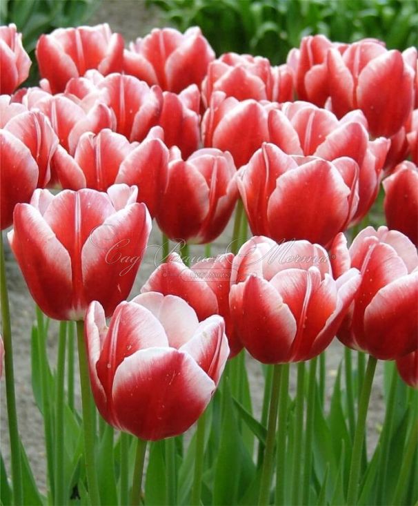 Тюльпан Лин ван де Марк (Tulipa Leen Van Der Mark) — фото 4