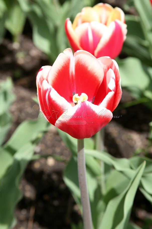 Тюльпан Лин ван де Марк (Tulipa Leen Van Der Mark) — фото 5