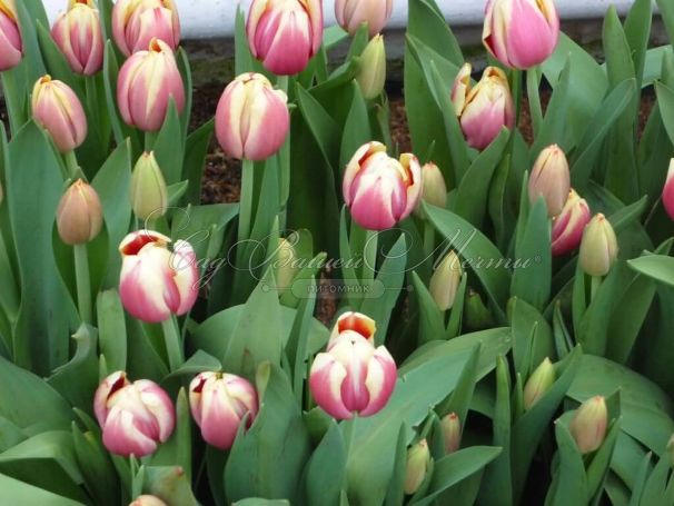 Тюльпан Лин ван де Марк (Tulipa Leen Van Der Mark) — фото 6