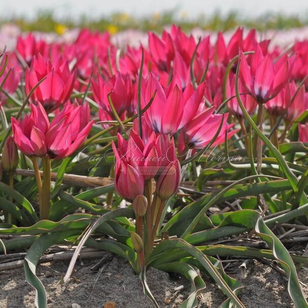 Тюльпан Литтл Бьюти (Tulipa Little Beauty) — фото 2