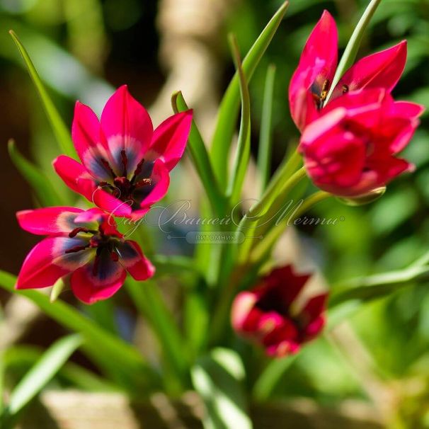 Тюльпан Литтл Бьюти (Tulipa Little Beauty) — фото 3
