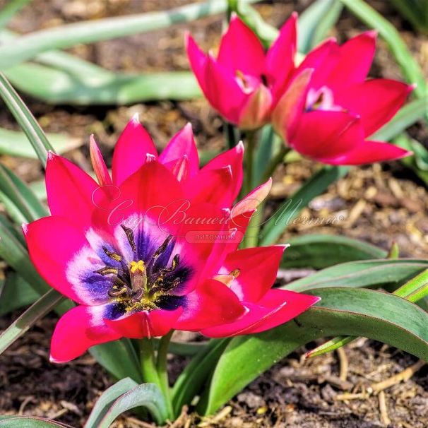 Тюльпан Литтл Бьюти (Tulipa Little Beauty) — фото 4