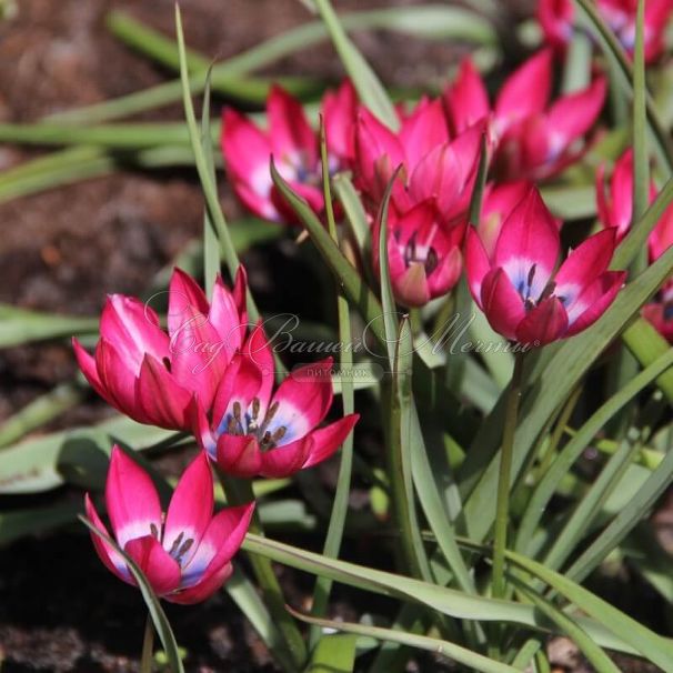 Тюльпан Литтл Бьюти (Tulipa Little Beauty) — фото 5