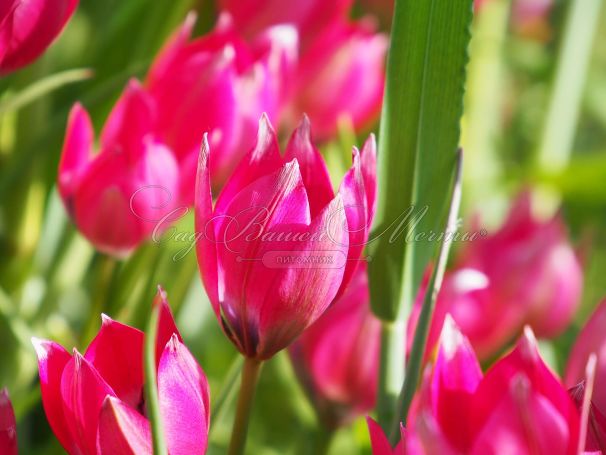 Тюльпан Литтл Бьюти (Tulipa Little Beauty) — фото 6