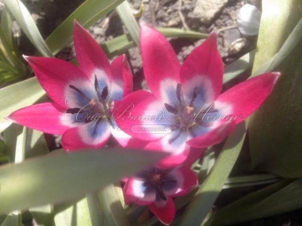 Тюльпан Литтл Бьюти (Tulipa Little Beauty) — фото 7