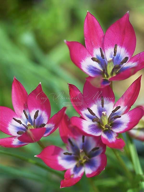 Тюльпан Литтл Бьюти (Tulipa Little Beauty) — фото 9