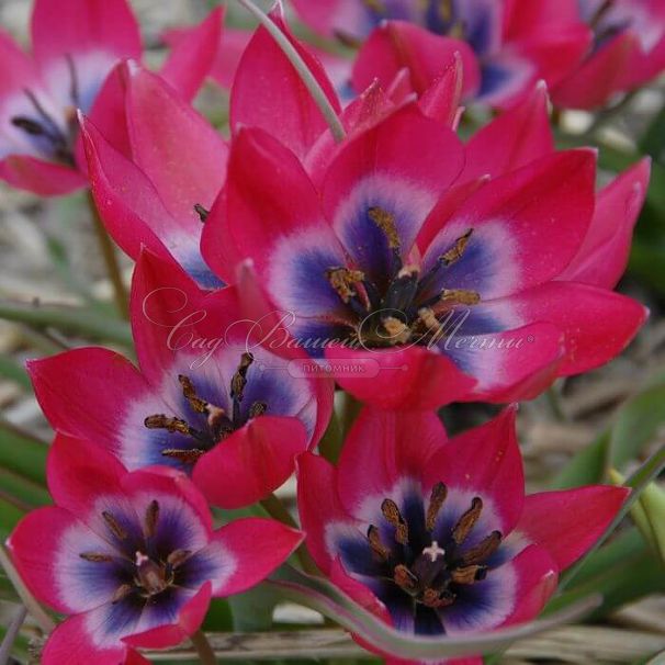Тюльпан Литтл Бьюти (Tulipa Little Beauty) — фото 10