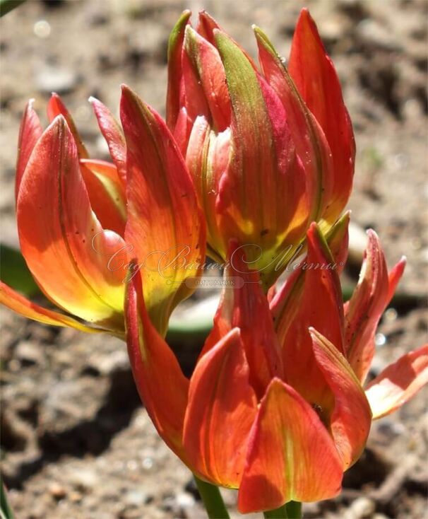 Тюльпан Литтл Принцесс (Tulipa Little Princess) — фото 3