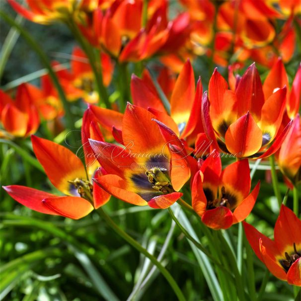 Тюльпан Литтл Принцесс (Tulipa Little Princess) — фото 4