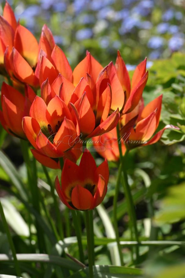 Тюльпан Литтл Принцесс (Tulipa Little Princess) — фото 5