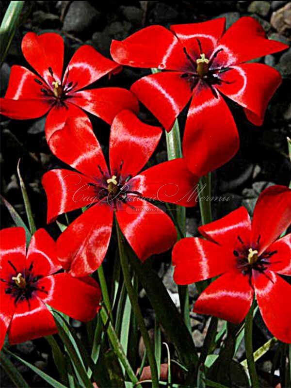 Тюльпан льнолистный (Tulipa linifolia) — фото 5