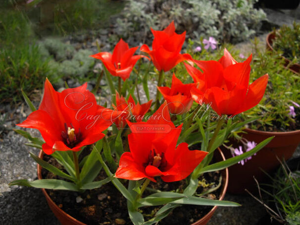 Тюльпан льнолистный (Tulipa linifolia) — фото 6