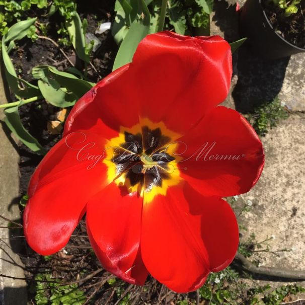 Тюльпан Мадам Лефебер (Tulipa Madame Lefeber) — фото 3