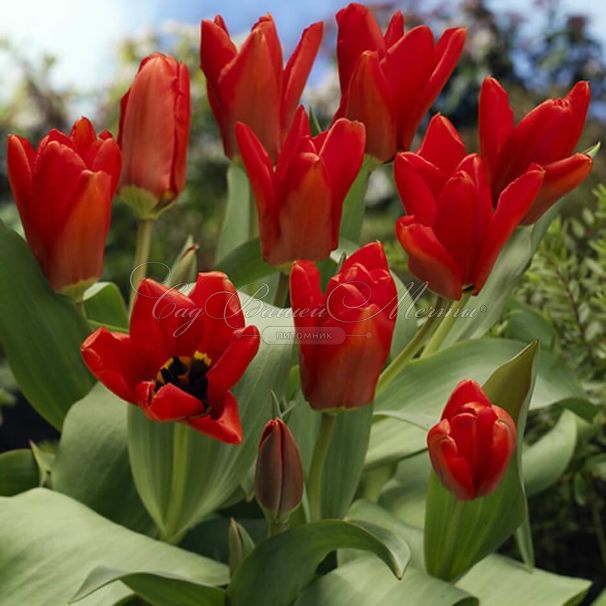 Тюльпан Мадам Лефебер (Tulipa Madame Lefeber) — фото 4