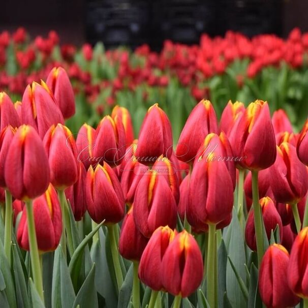 Тюльпан Май Фейворит Топпинг (Tulipa My Favourite Topping) — фото 2