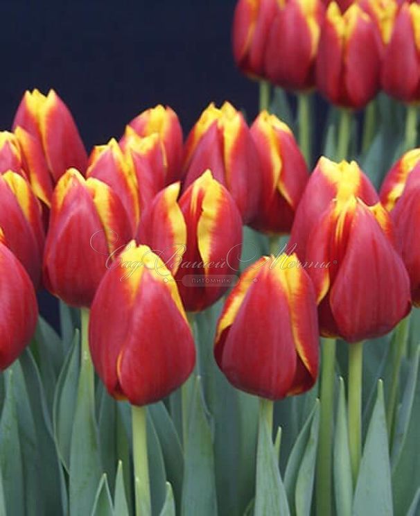Тюльпан Май Фейворит Топпинг (Tulipa My Favourite Topping) — фото 3