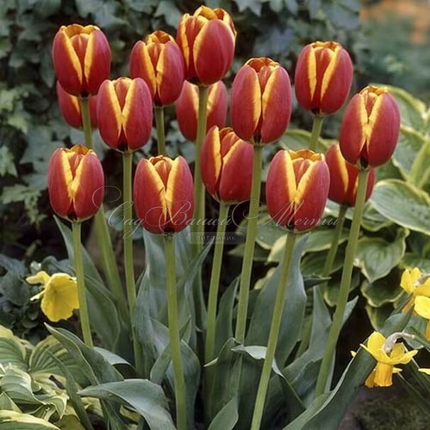 Тюльпан Май Фейворит Топпинг (Tulipa My Favourite Topping) — фото 4