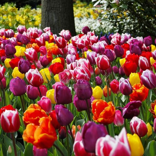 Тюльпан Макарон Микс (Tulipa Macaron Mix) — фото 3