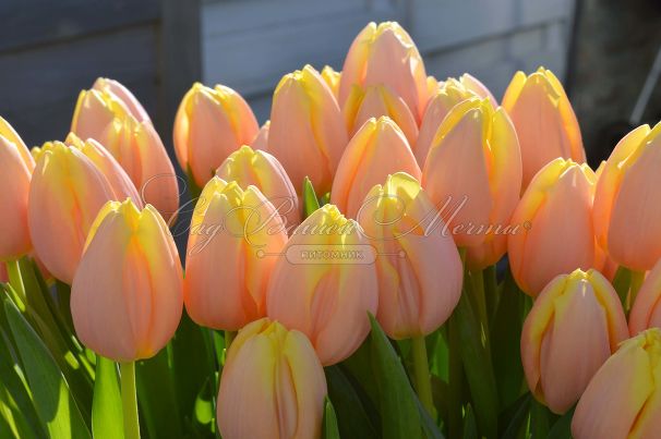 Тюльпан Манго Шарм (Tulipa Mango Charm) — фото 2