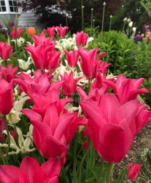 Тюльпан Мариетта (Tulipa Mariette) — фото 2