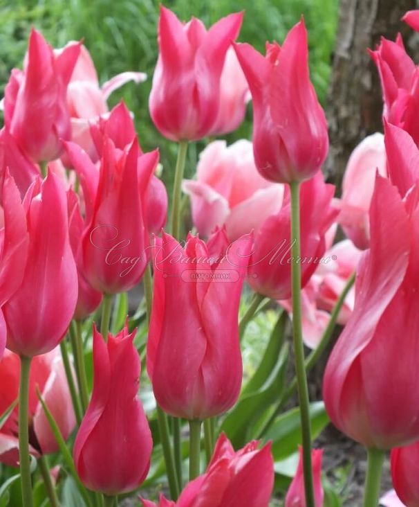Тюльпан Мариетта (Tulipa Mariette) — фото 3