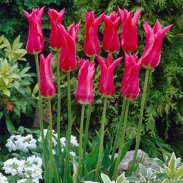 Тюльпан Мариетта (Tulipa Mariette) — фото 4