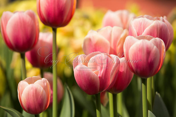 Тюльпан Марит (Tulipa Marit) — фото 2