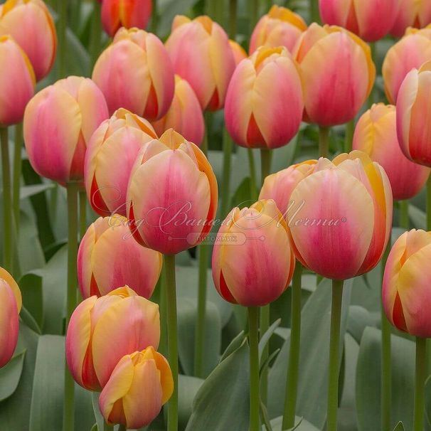 Тюльпан Марит (Tulipa Marit) — фото 3
