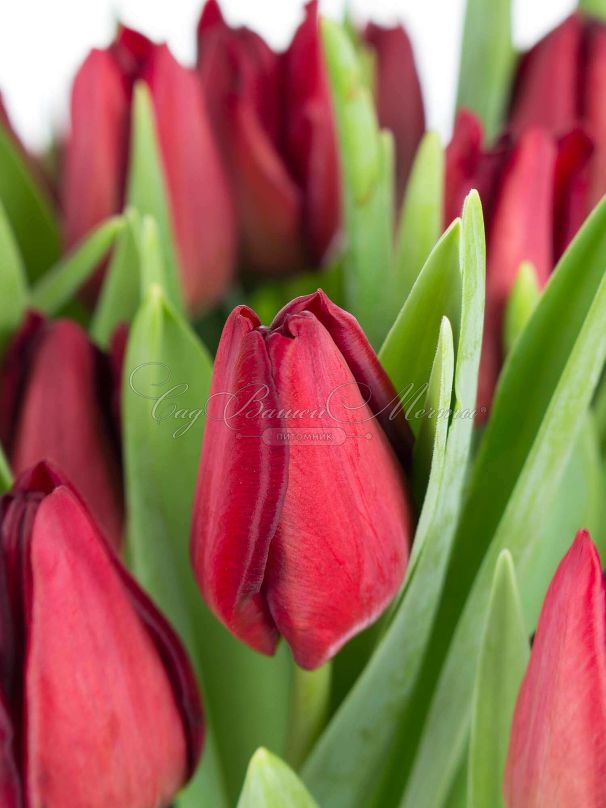 Тюльпан Маскара (Tulipa Mascara) — фото 2