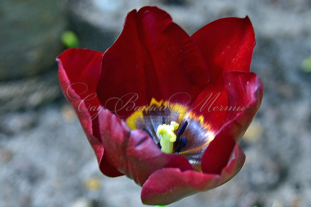 Тюльпан Маскара (Tulipa Mascara) — фото 4