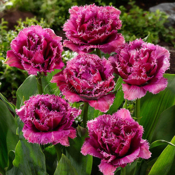 Тюльпан Маскотт (Tulipa Mascotte) — фото 4
