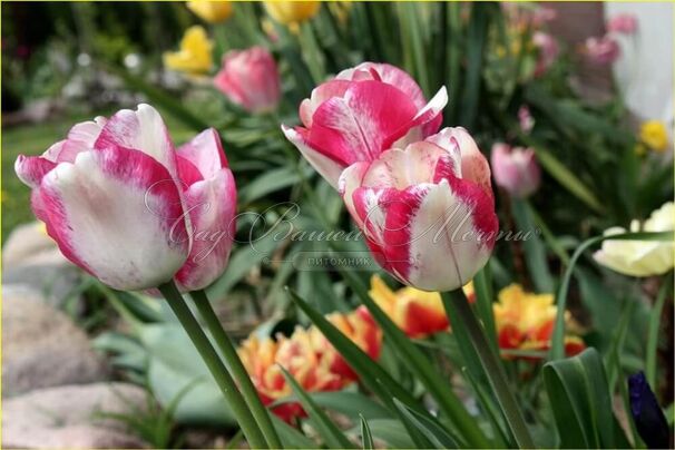 Тюльпан Мата Хари (Tulipa Mata Hari) — фото 2