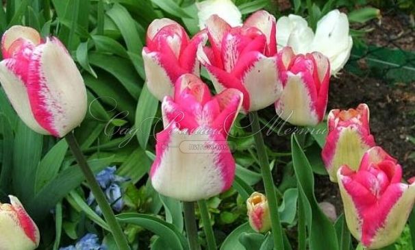 Тюльпан Мата Хари (Tulipa Mata Hari) — фото 3