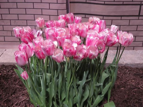 Тюльпан Мата Хари (Tulipa Mata Hari) — фото 4