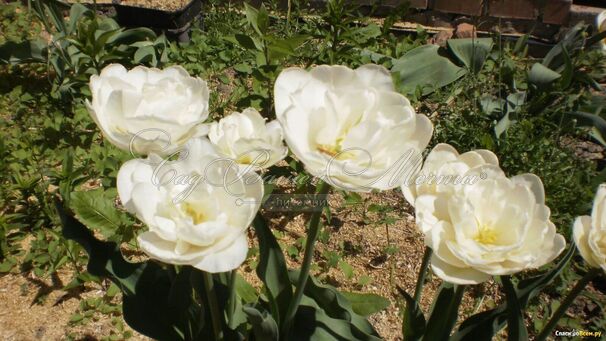 Тюльпан Маунт Такома (Tulipa Mount Tacoma) — фото 4