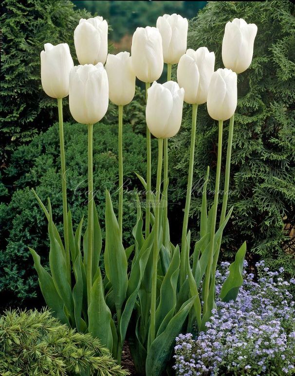 Тюльпан Маурин (Tulipa Maureen) — фото 2