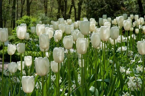 Тюльпан Маурин (Tulipa Maureen) — фото 3