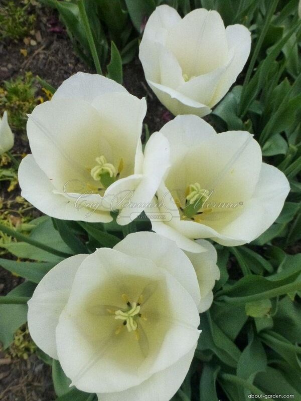 Тюльпан Маурин (Tulipa Maureen) — фото 4