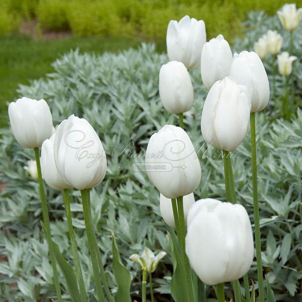 Тюльпан Маурин (Tulipa Maureen) — фото 5