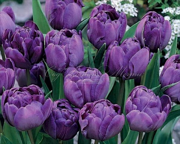 Тюльпан Махровый Голубой (Tulipa Double Blue) — фото 2