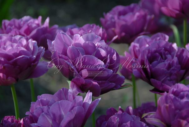 Тюльпан Махровый Голубой (Tulipa Double Blue) — фото 3