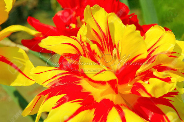 Тюльпан Махровый Желто-красный (Tulipa Double Yellow-Red) — фото 2