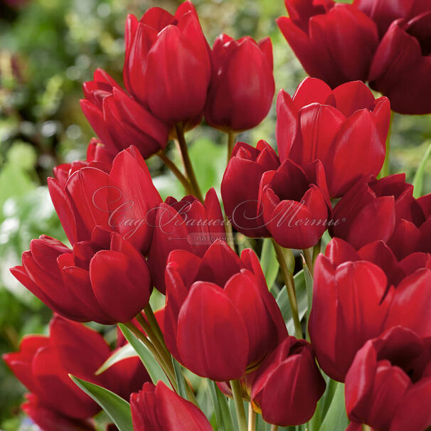 Тюльпан Махровый Красный (Tulipa Double Red) — фото 4